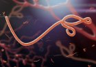 42 dead in latest Ebola outbreak in DR Congo – WHO