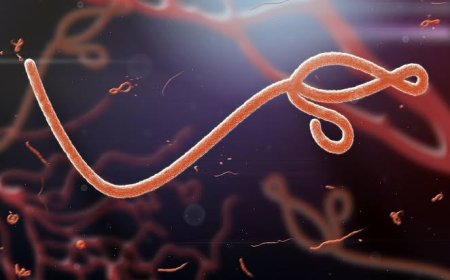 42 dead in latest Ebola outbreak in DR Congo – WHO