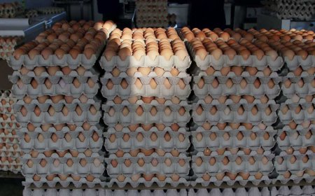 Poultry farmers call for subsidies as cost of production soars
