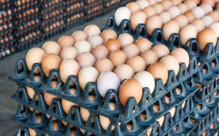 Egg sellers deny hiking prices, blame poultry farmers
