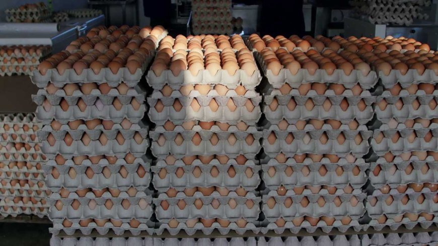 Poultry farmers call for subsidies as cost of production soars