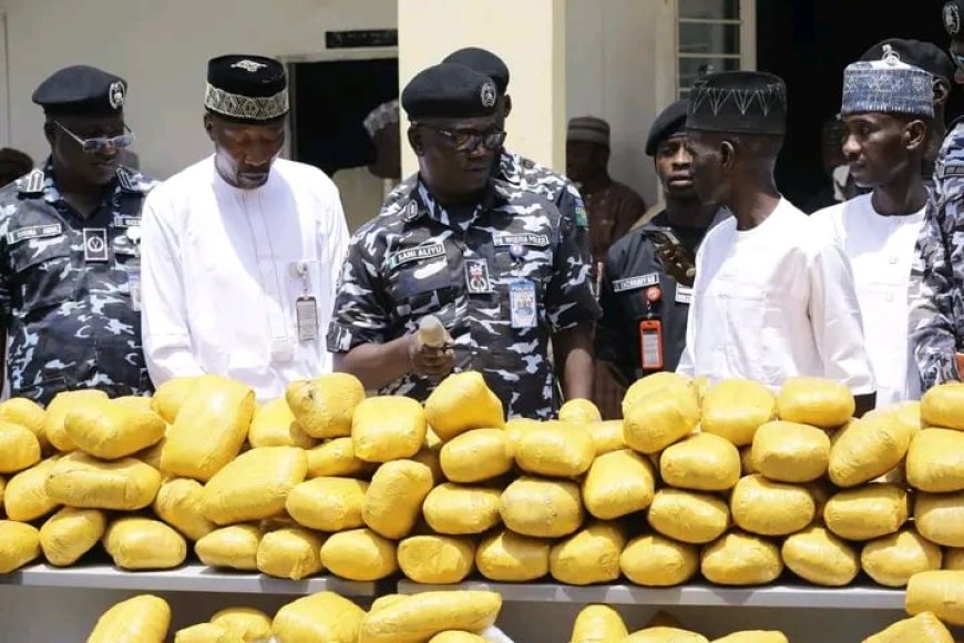 Police probe suspected cannabis after road accident in Bauchi