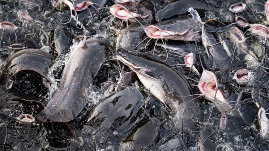 Nasarawa catfish farmers lament low profits, blame middlemen