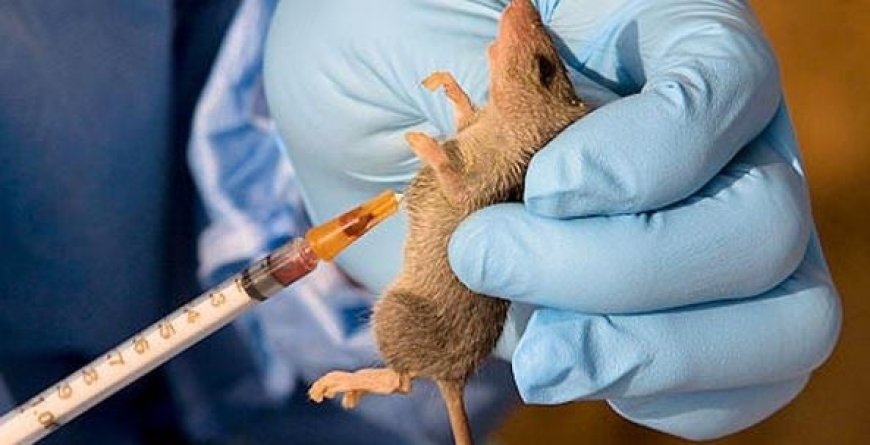 Fear grips Benue community as woman dies of Lassa fever