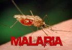 24 million tested positive for malaria – FG