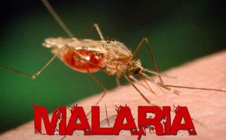 24 million tested positive for malaria – FG