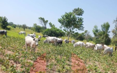 Troops arrest two herders for destroying crops in Benue
