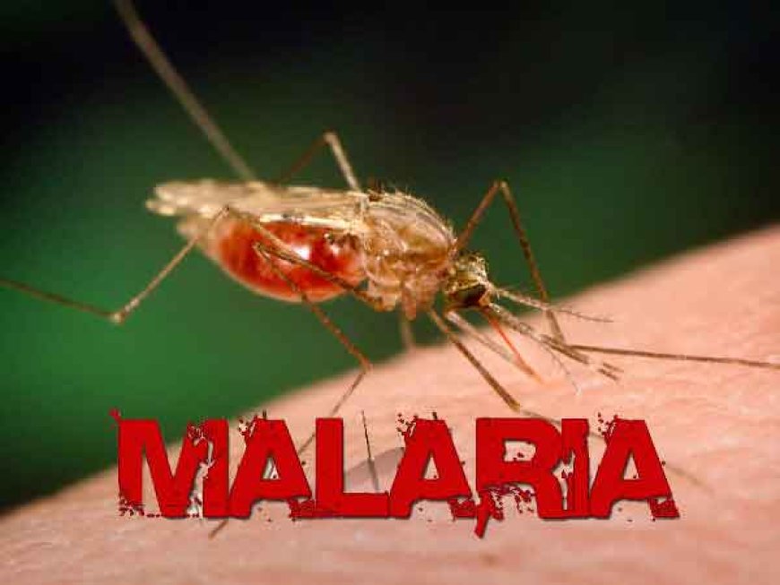 24 million tested positive for malaria – FG