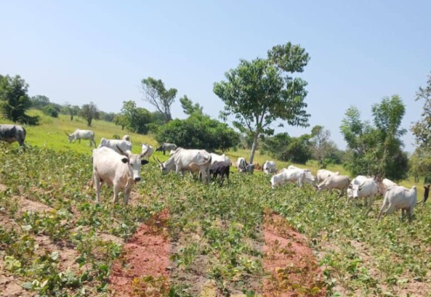 Troops arrest two herders for destroying crops in Benue