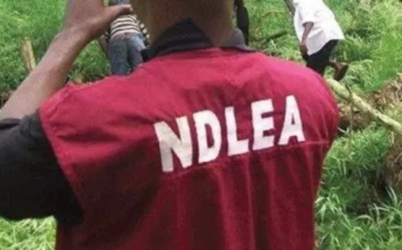 NDLEA busts Social Media drug network disguised as imported Christmas cookies