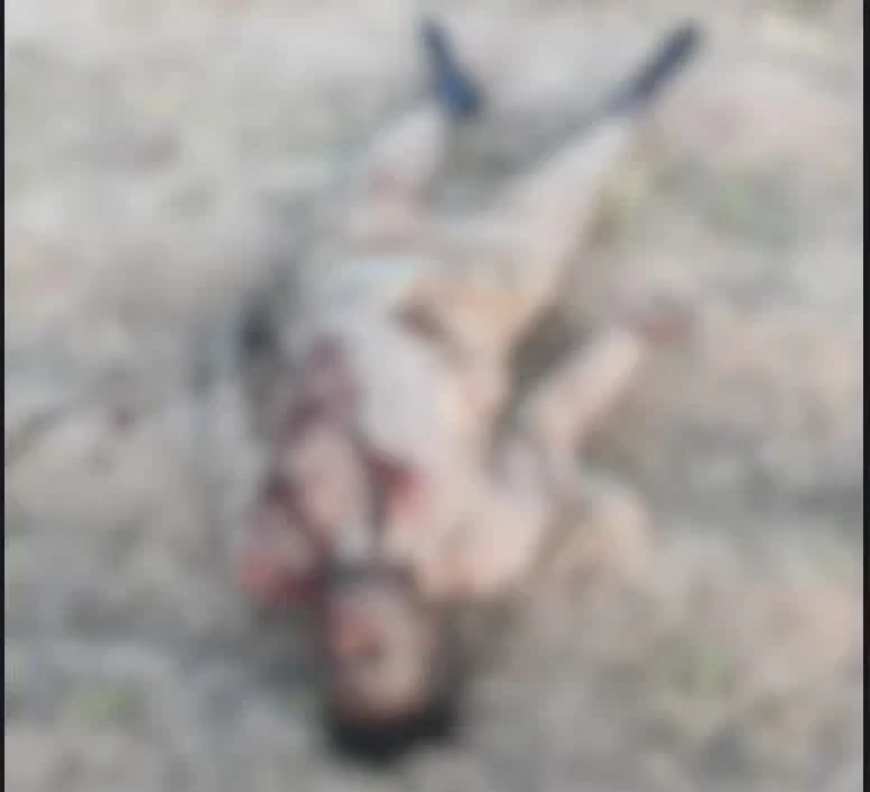 Casualties as military sustains pressure on fleeing insurgents in Borno