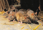 Benue declares Lassa fever outbreak as suspected cases hit 56