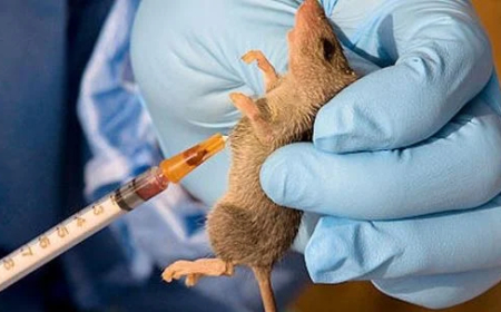 Lassa fever: Kwara to sanction food handlers for poor hygiene