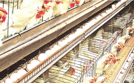 Poultry farmers seek FG intervention, demand low-interest loans