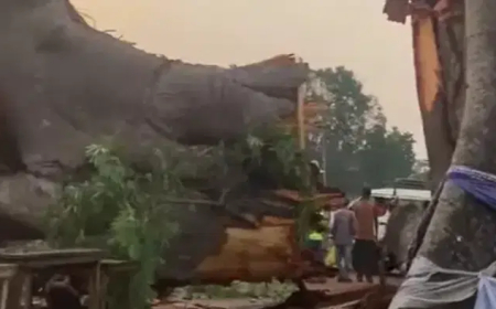 Awhum Tragedy: Worshippers trade blames over fall of ancestral tree in Enugu