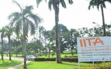 IITA urges FG to prioritise Nigeria’s seed yam value chain