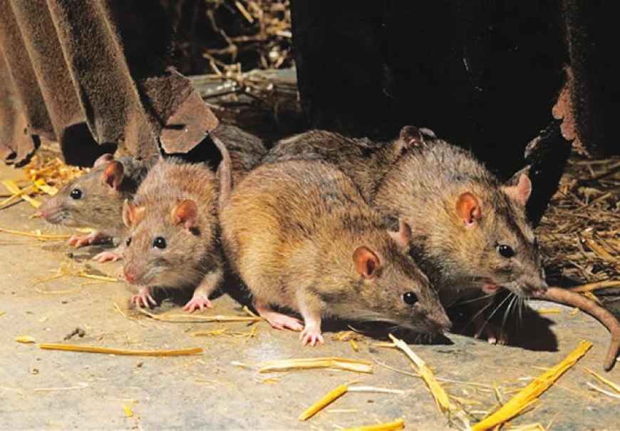 Benue declares Lassa fever outbreak as suspected cases hit 56