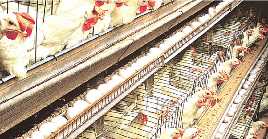 Poultry farmers seek FG intervention, demand low-interest loans