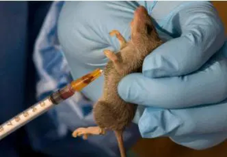 Lassa fever kills six in Edo