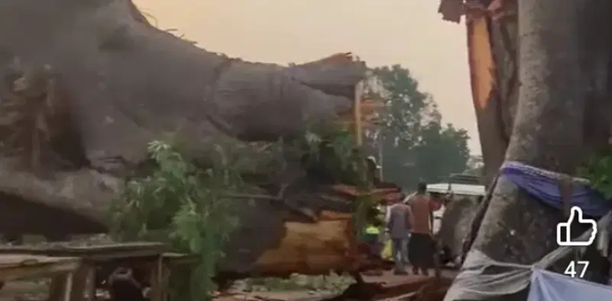 Awhum Tragedy: Worshippers trade blames over fall of ancestral tree in Enugu