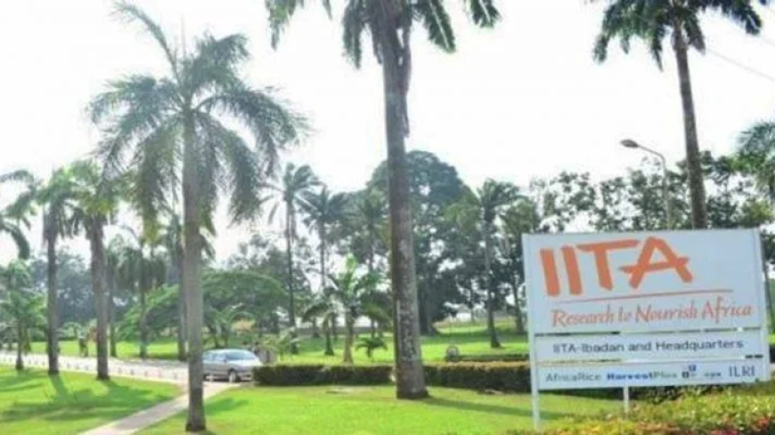 IITA urges FG to prioritise Nigeria’s seed yam value chain