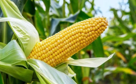 Nigeria needs 25m tonnes of maize annually – FG