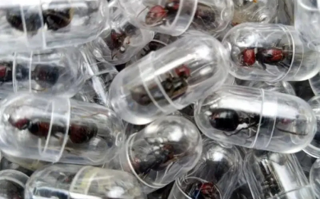 Chinese national nabbed for attempting to smuggle 2,000 queen ants from Kenya
