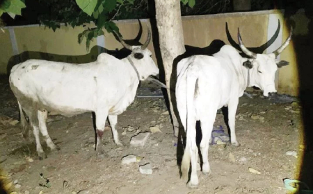 Four suspects arrested in Oyo over cattle rustling