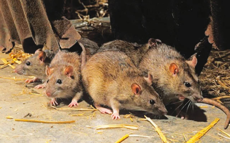 Benue records 383 suspected Lassa Fever cases, 47 confirmed