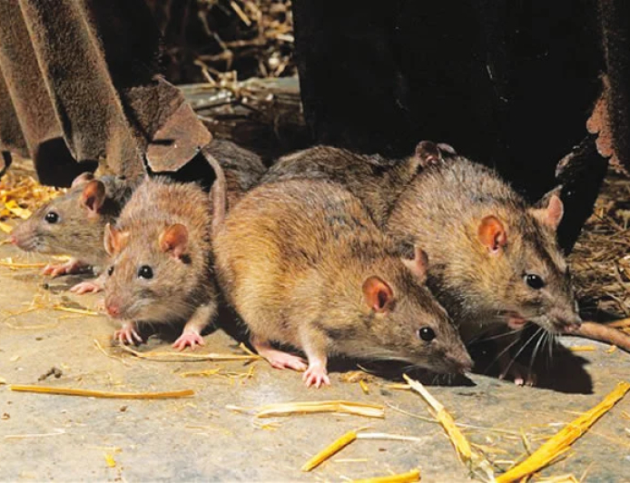 Benue records 383 suspected Lassa Fever cases, 47 confirmed