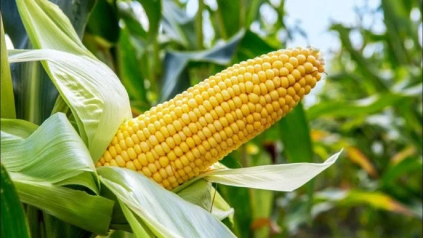 Nigeria needs 25m tonnes of maize annually – FG