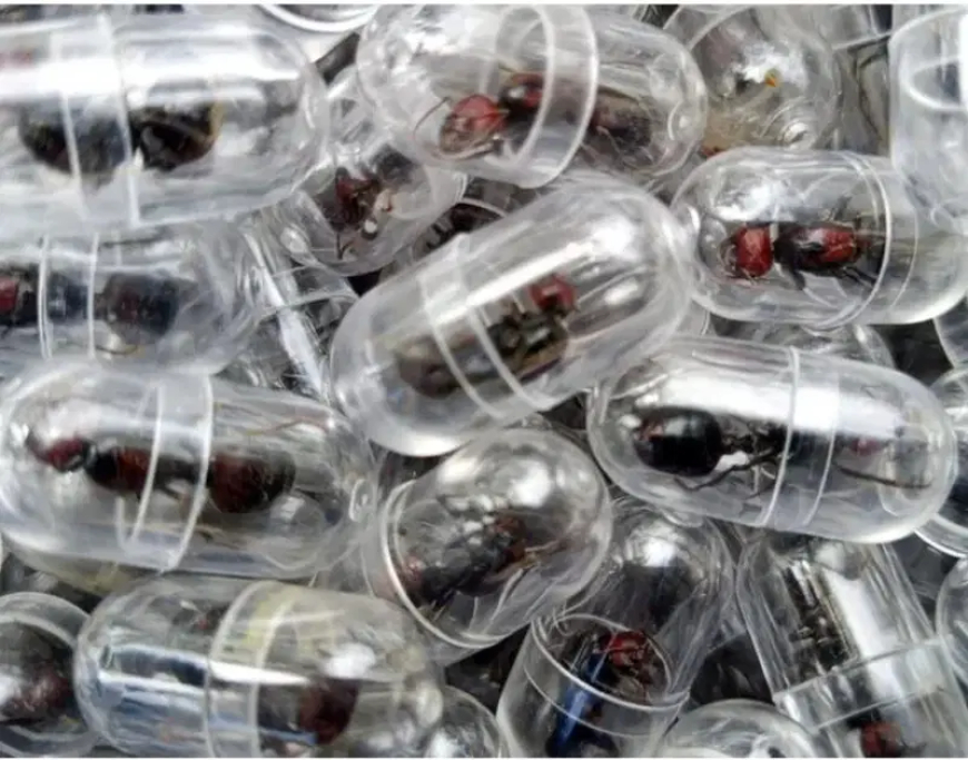 Chinese national nabbed for attempting to smuggle 2,000 queen ants from Kenya