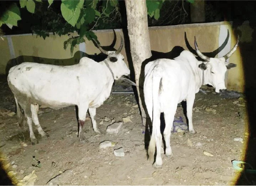 Four suspects arrested in Oyo over cattle rustling
