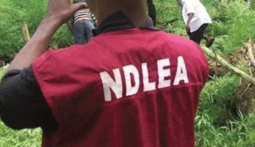NDLEA intercepts 134.483kg illicit drugs, arrests 157 drug dealers in Ebonyi