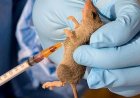 Health workers alert Jigawa residents to Lassa fever, meningitis outbreak