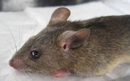 Lassa fever kills two in Katsina