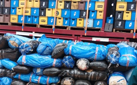 NDLEA arrests five, impounds trucks with N724m cannabis in Edo