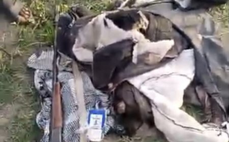 Elephant invades Oyo community, kills one