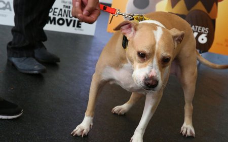 Munich court clears man who dented Porsche while escaping unleashed dogs