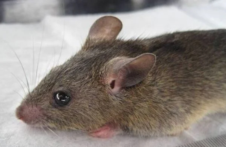 Lassa fever kills two in Katsina