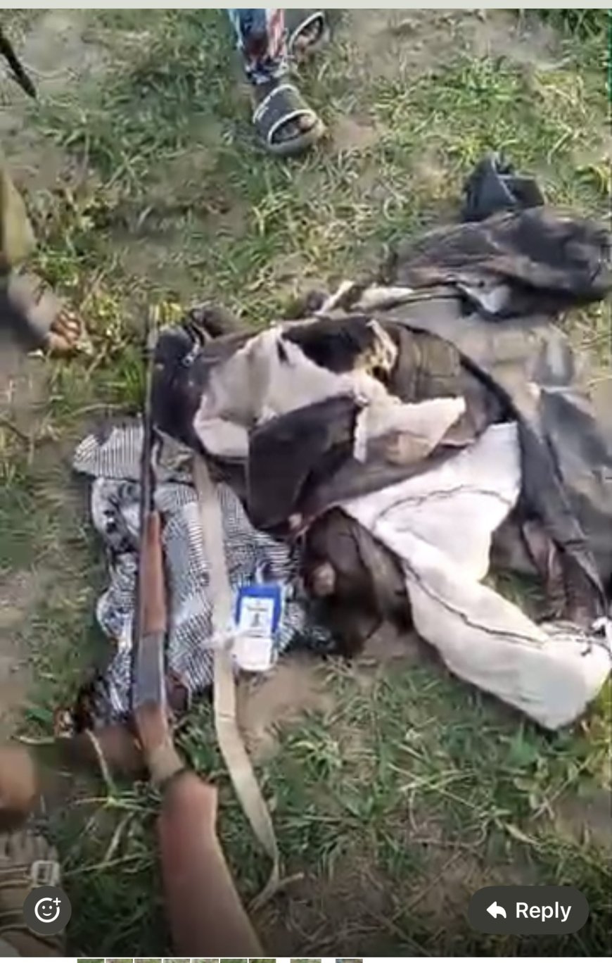 Elephant invades Oyo community, kills one