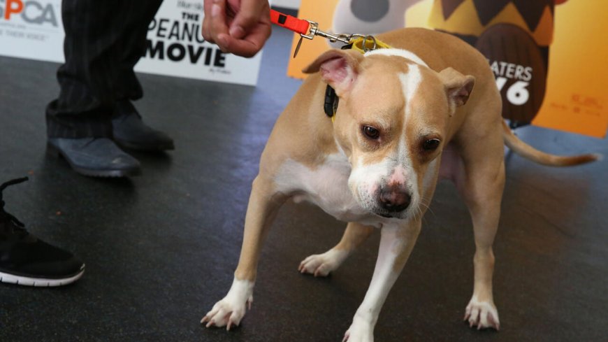 Munich court clears man who dented Porsche while escaping unleashed dogs