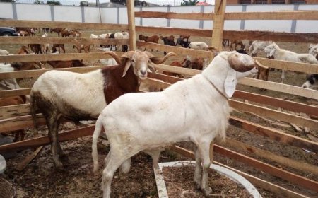 Eid-el-Kabir: Ram prices soar in Kaduna markets
