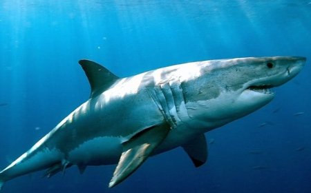 Man in critical condition after shark attack in Australia