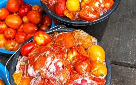 Lagos warns residents against consumption of spoiled tomatoes
