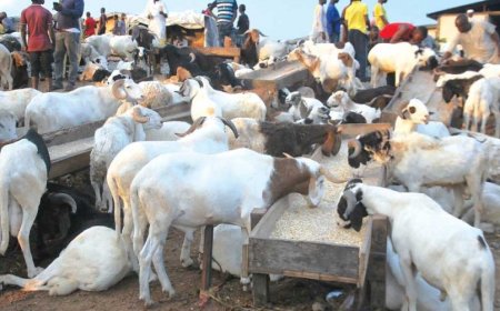 Sallah: Muslims express frustration at rams’ soaring prices in Oyo