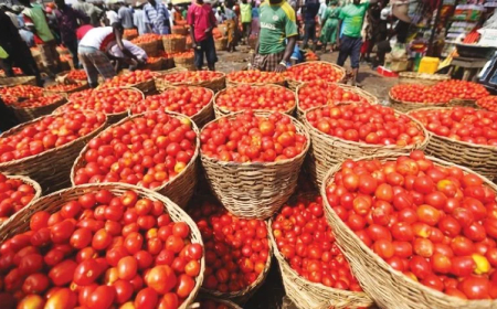 Sallah: Households groan as tomatoes turn stew into luxury