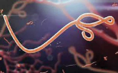 Nigeria braces for possible Ebola outbreak, says NCDC