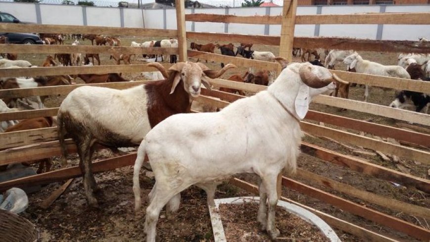 Eid-el-Kabir: Ram prices soar in Kaduna markets