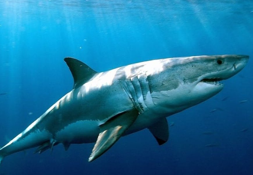Man in critical condition after shark attack in Australia